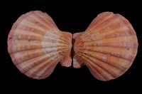 藏品(小瘤海扇蛤)的圖片